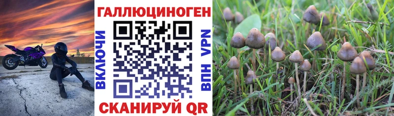 где купить наркоту  Медногорск  Псилоцибиновые грибы мухоморы 
